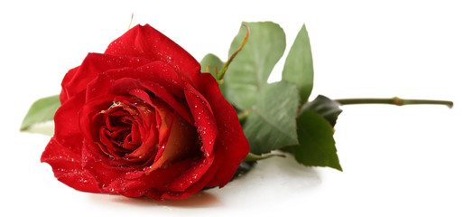 Beautiful red rose isolated on white