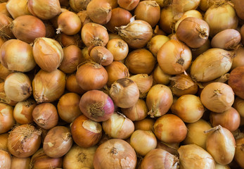 Fresh onion.  onions background