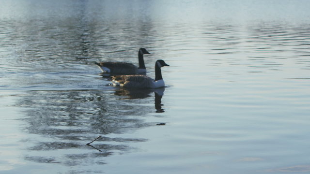 Four Canada Geese floating by in a lake