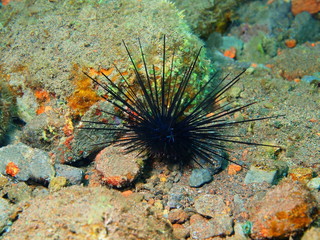 Sea urchin, Island Bali, Tulamben