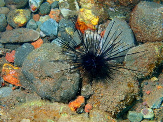 Sea urchin, Island Bali, Tulamben