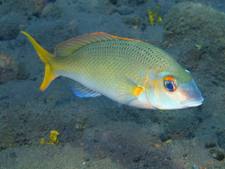 Coral fish, Island Bali, Tulamben