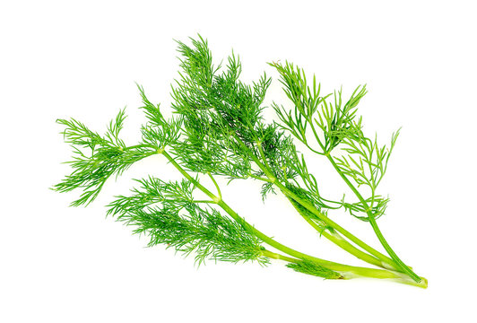 Tasty dill herb garnish isolated on white