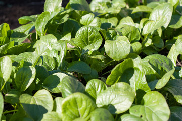 Brassica rapa var. perviridis also known as Komatsuna © Miyuki Satake