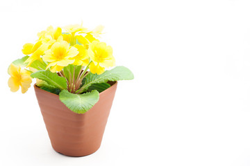 Yellow primula juliana