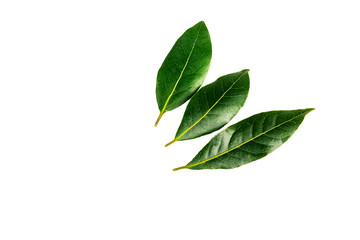 three laurel  leaves   isolated on a  white background