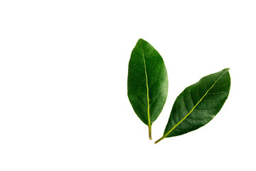 two laurel  leaves   isolated on a  white background