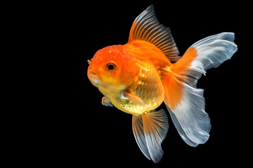 Goldfish