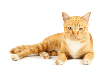 Fototapeta premium Red cat on the isolated white