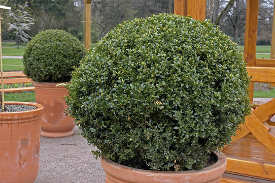 Buis, Buxus Sempervirens