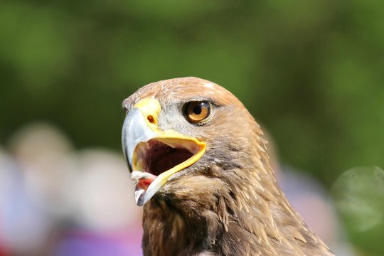 brown  Eagle with open beak and tongue out