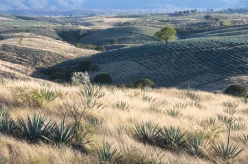 Poster Agave fields in Tequila, Jalisco (Mexico) © Noradoa