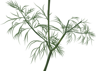 illustration with green dill isolated on white