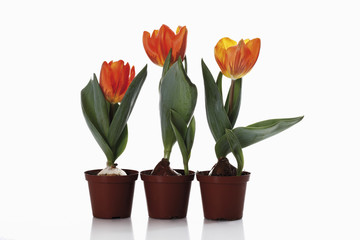 Tulpen im Blumentopf auf weißem Hintergrund