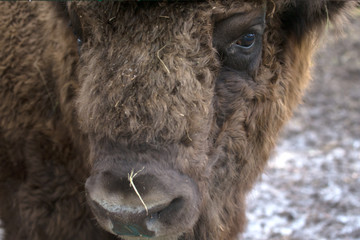 Portrait of bison. Sharpness on eyes. tinted © strannik_fox