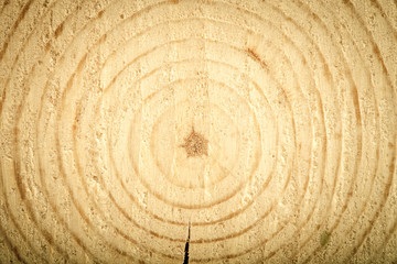 Fototapeta premium Cracked heartwood. Pine. tinted