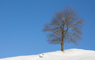 Winter Landscape Tree With Snow And Blue Sky