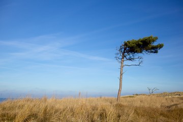 Windflüchter