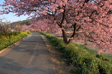 河津桜と遊歩道