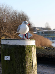 Seagull is relaxing in the sun