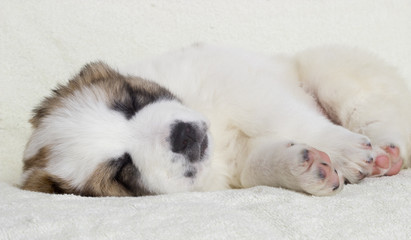 Fototapeta na wymiar puppy sleeping