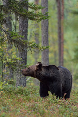 Brown bear in the forest, Finland