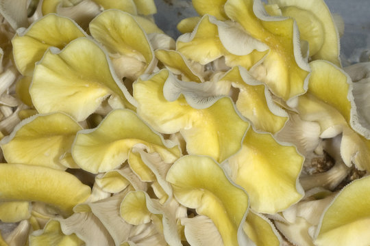 Limonenseitling, Pleurotus citrinopileatus