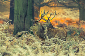 Red deer 