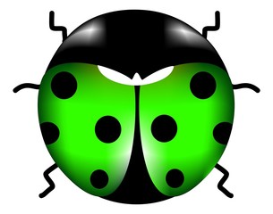 coccinella