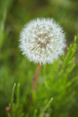 Fototapeta premium Dandelion