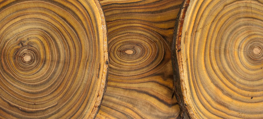 Fototapeta premium cut tree stamps background