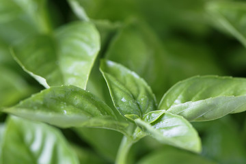 Green basil