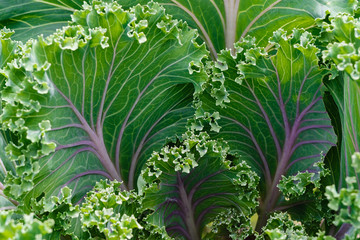 Decorative garden cabbage