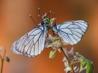 Three butterflie © psvrusso