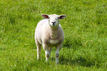 Naklejka na ściany i meble A lamb standing in a field looking at the camera