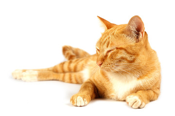 Red cat on a white background