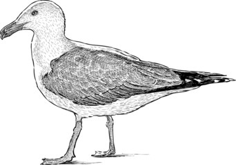 Obraz premium big seagull