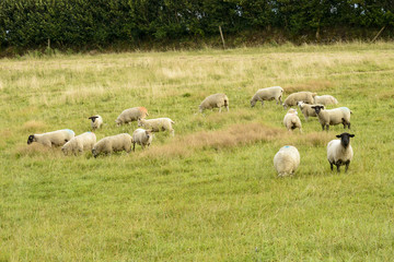 flock of sheep grazing in Cornwall