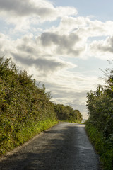 country road between hedges near Looe, Cornwall
