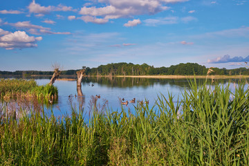 Naturparadies Stuerscher See bei Stuer, Mecklenburg-Vorpommern,