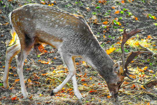 Male fallow deer grazing in the forest