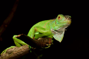 iguana