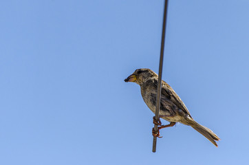 Passerotto su antenna con cibo nel becco
