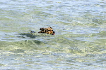 Fototapeta premium Cane che nuota in mare