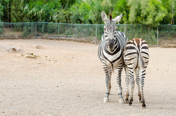 Fototapeta na wymiar Couple of zebras posing outdoors
