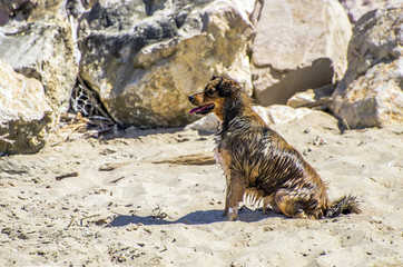 Cane in attesa sulla spiaggia