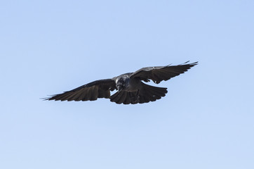 Corvo in volo
