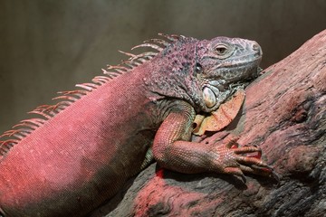 Iguana