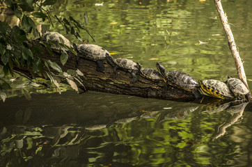 Tartarughe acquatiche in fila sul tronco