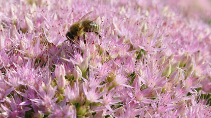  bee foraging on Hylotelephium spectabile